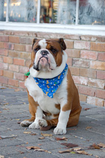 dog.jpg