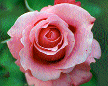 rose.gif